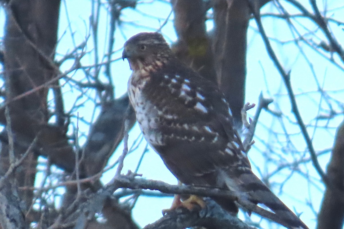 Cooper's Hawk - ML646368118