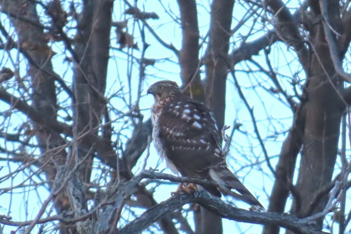 Cooper's Hawk - ML646368119