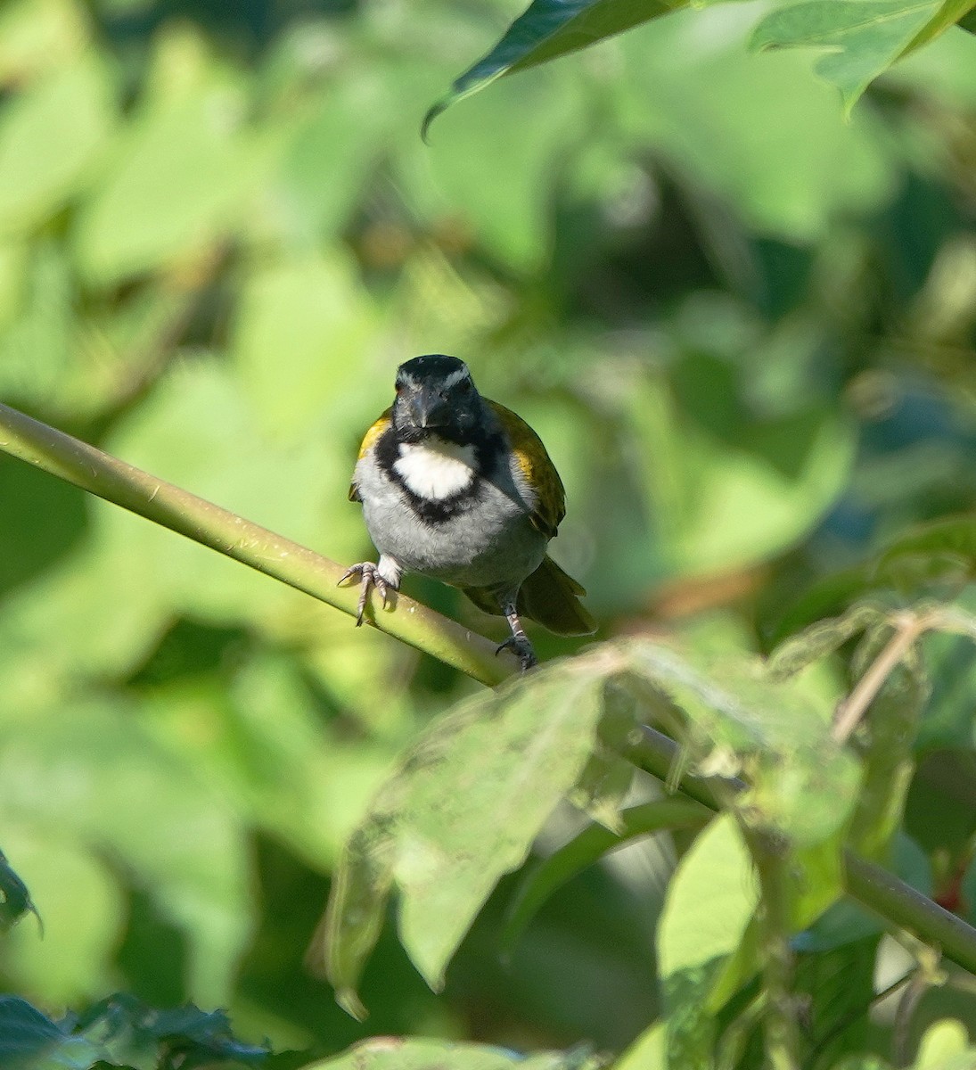 Black-headed Saltator - ML646368120