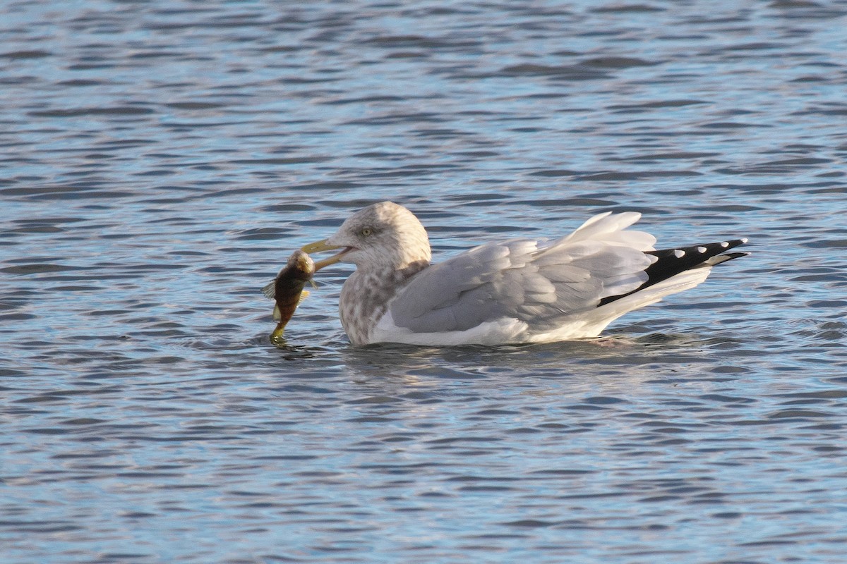 American Herring Gull - ML646368121