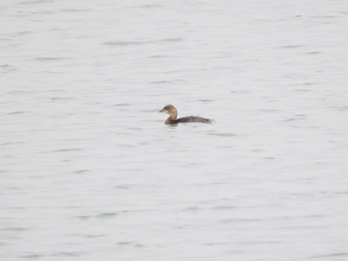 Pied-billed Grebe - ML646368122