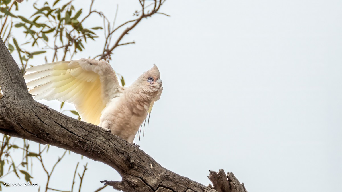 Little Corella - ML646368123