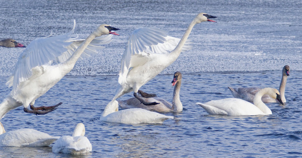 Trumpeter Swan - ML646368124
