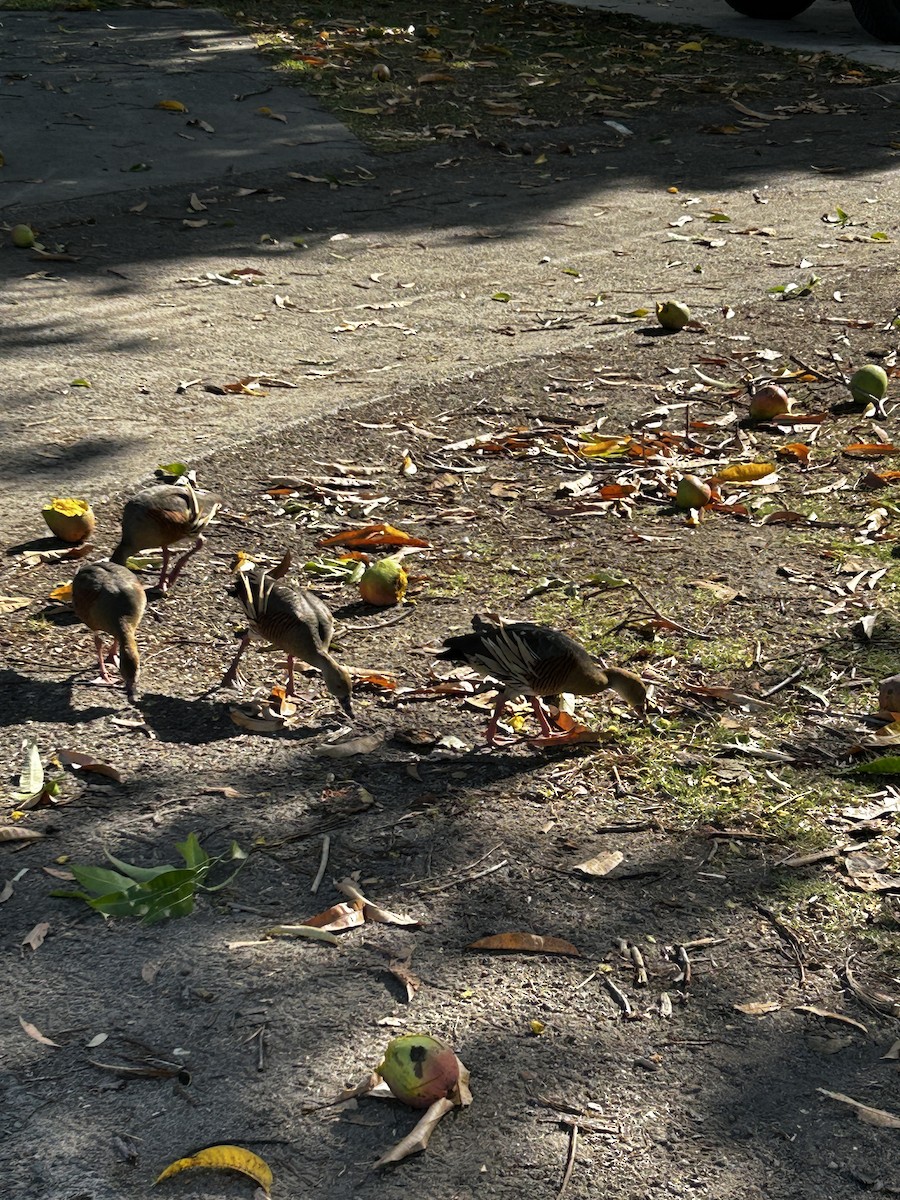 Plumed Whistling-Duck - ML646368125