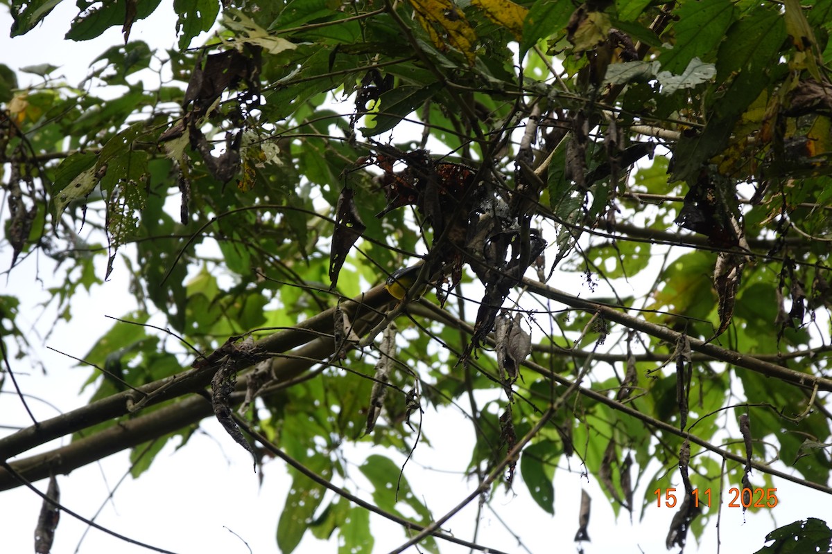 Tropical Parula - ML646368128