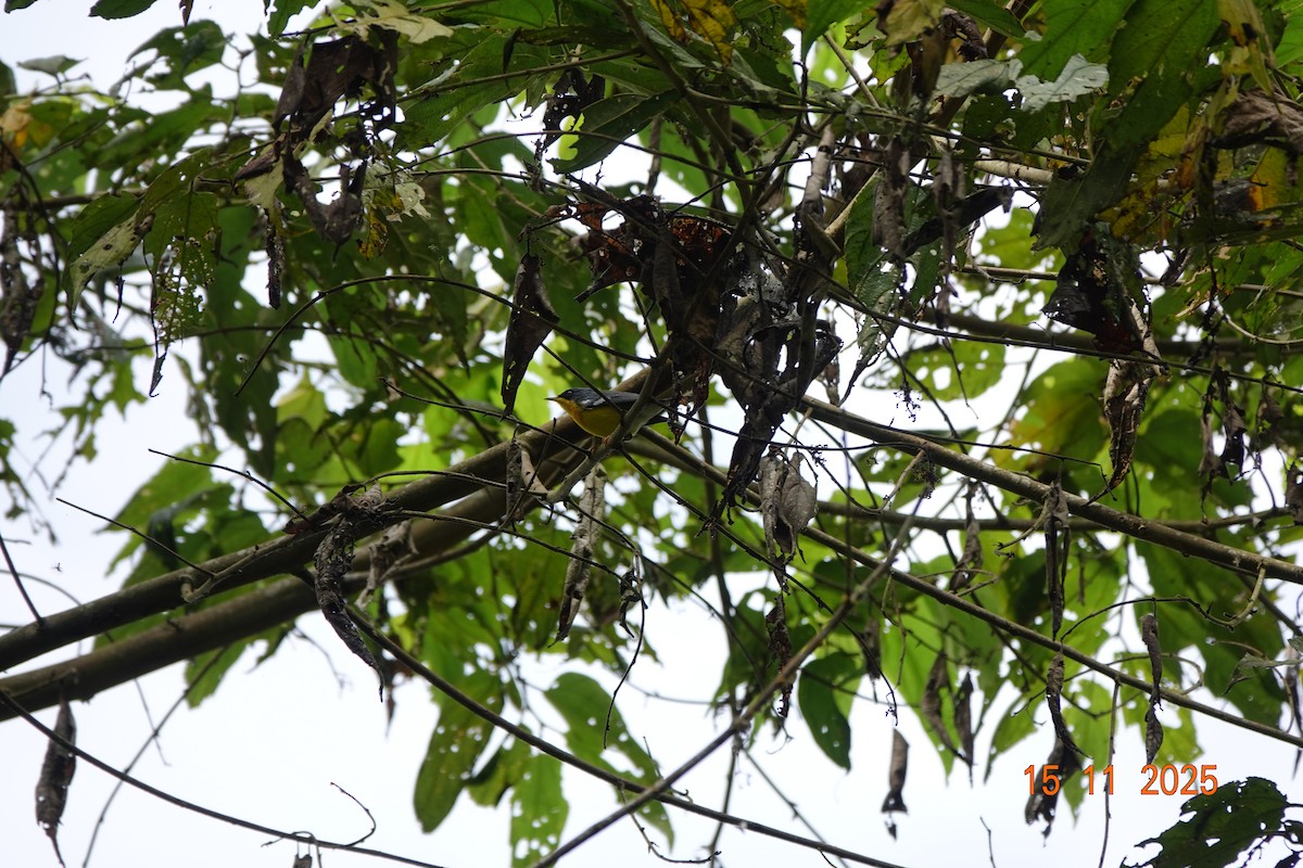 Tropical Parula - ML646368129