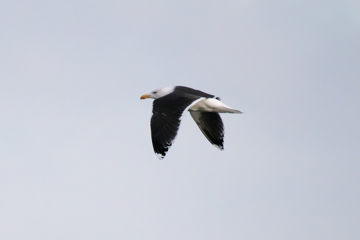 Great Black-backed Gull - ML646368130