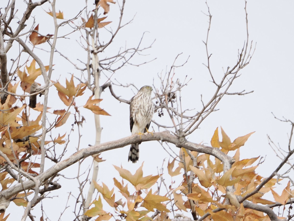 Cooper's Hawk - ML646368132