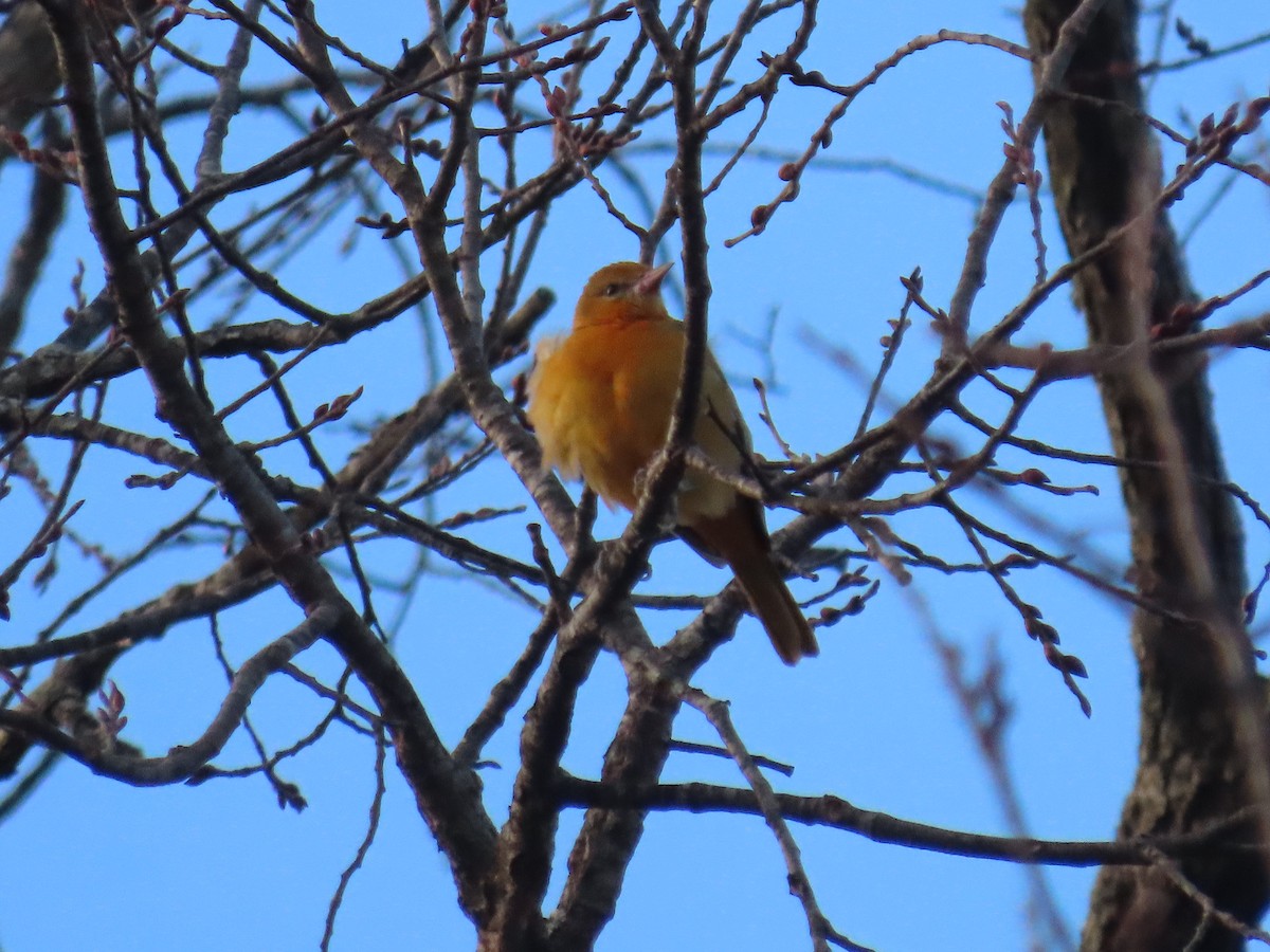 Baltimore Oriole - ML646368133