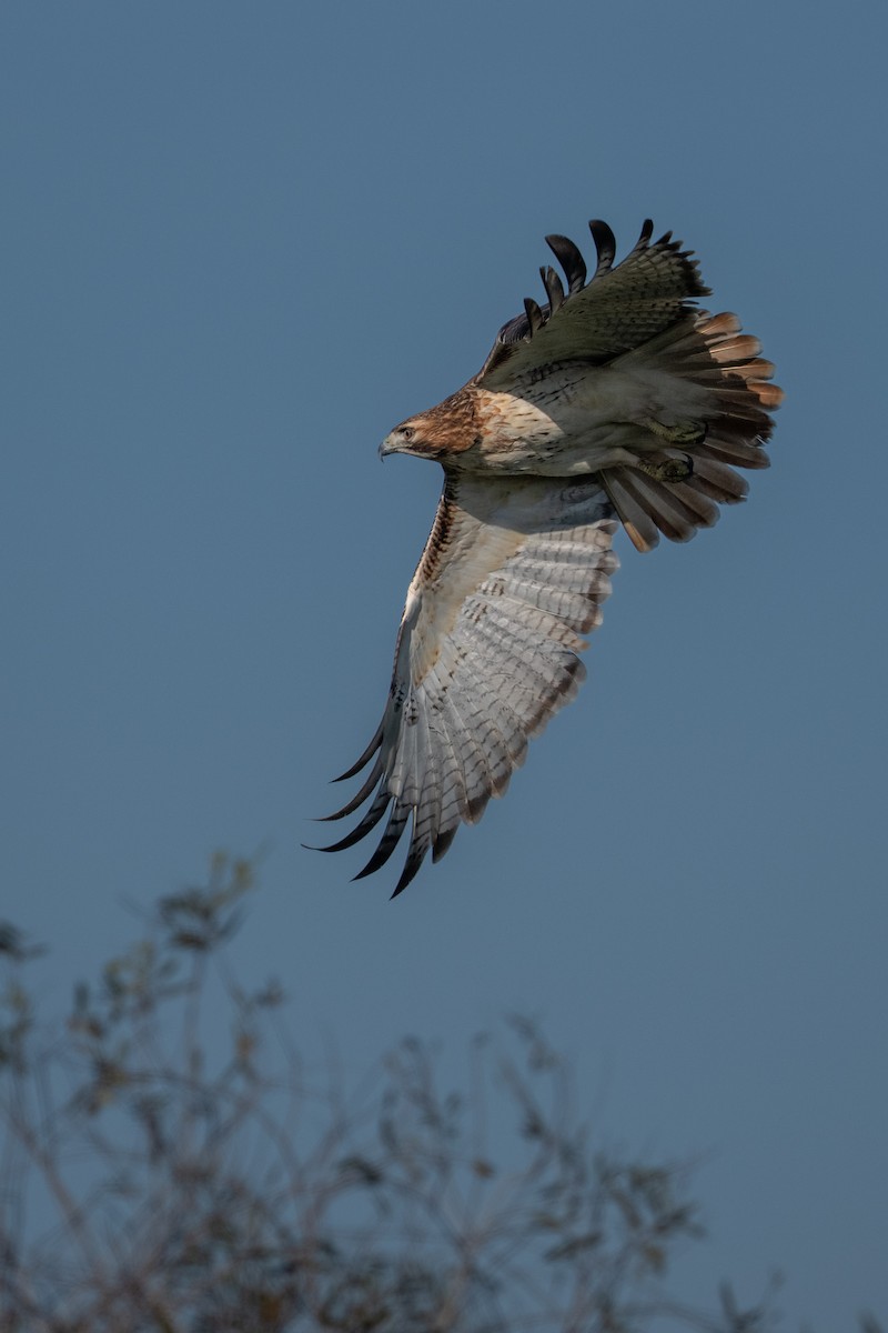 Red-tailed Hawk - ML646368134