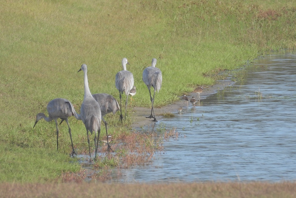 Sandhill Crane - ML646368136
