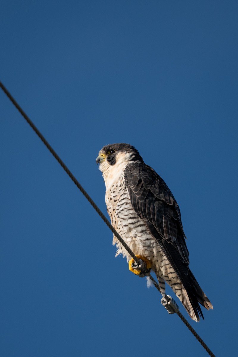 Peregrine Falcon - ML646368139