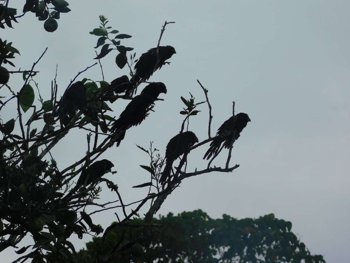 Smooth-billed Ani - ML646368140