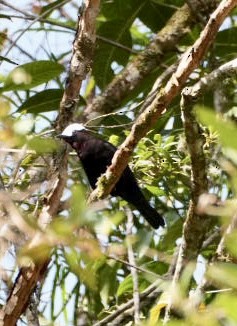 White-capped Tanager - ML646368143