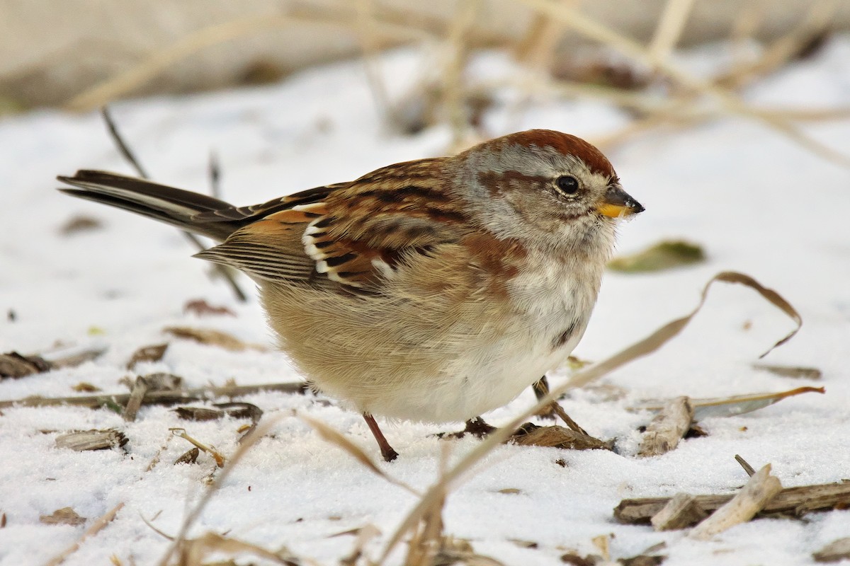 American Tree Sparrow - ML646368146