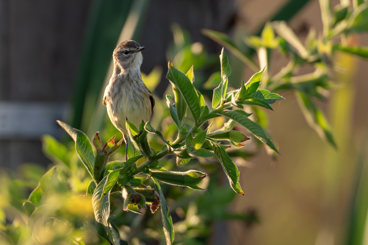 Palm Warbler - ML646368147