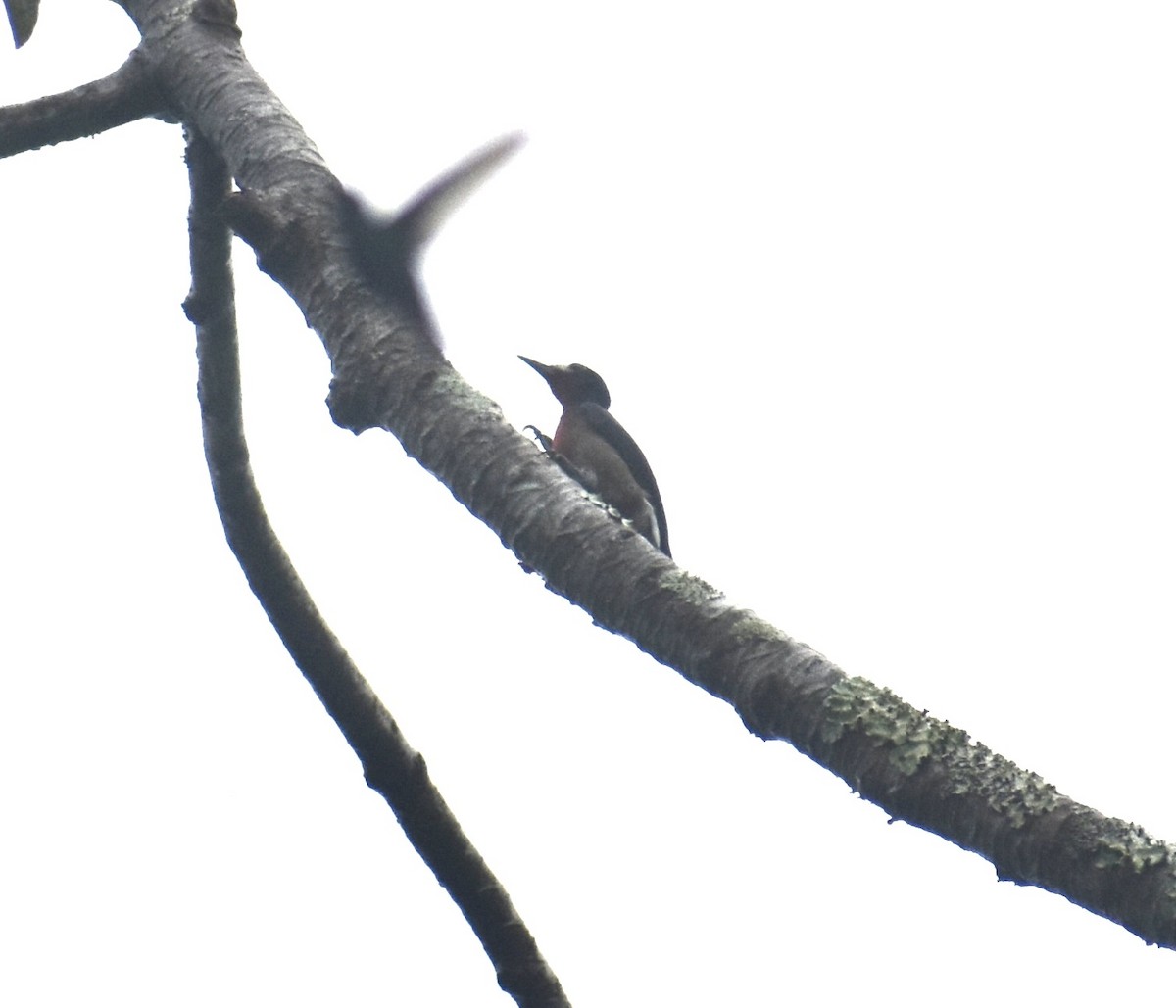 Puerto Rican Woodpecker - ML646368148