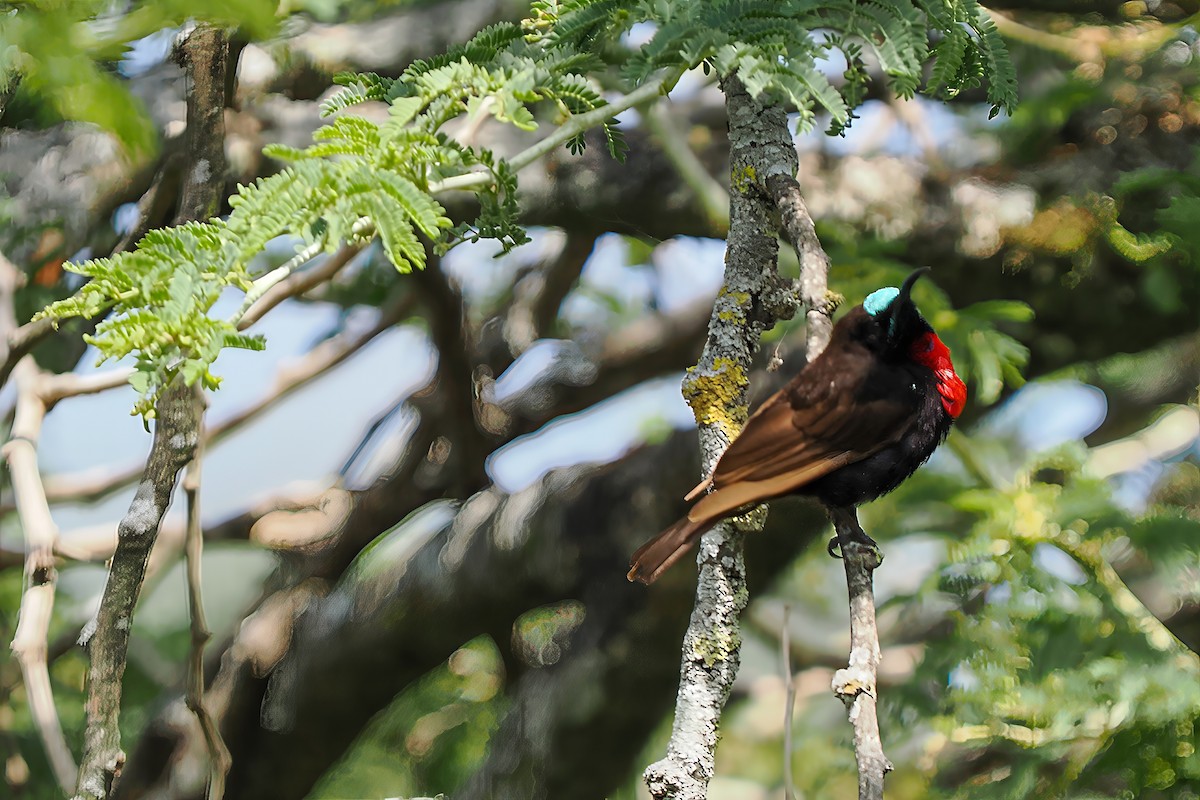 Scarlet-chested Sunbird - ML646368149