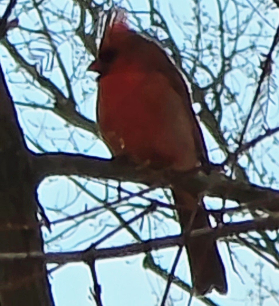 Northern Cardinal - ML646368151