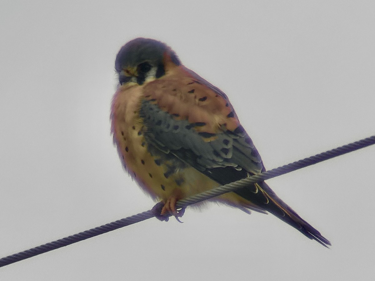 American Kestrel - ML646368154