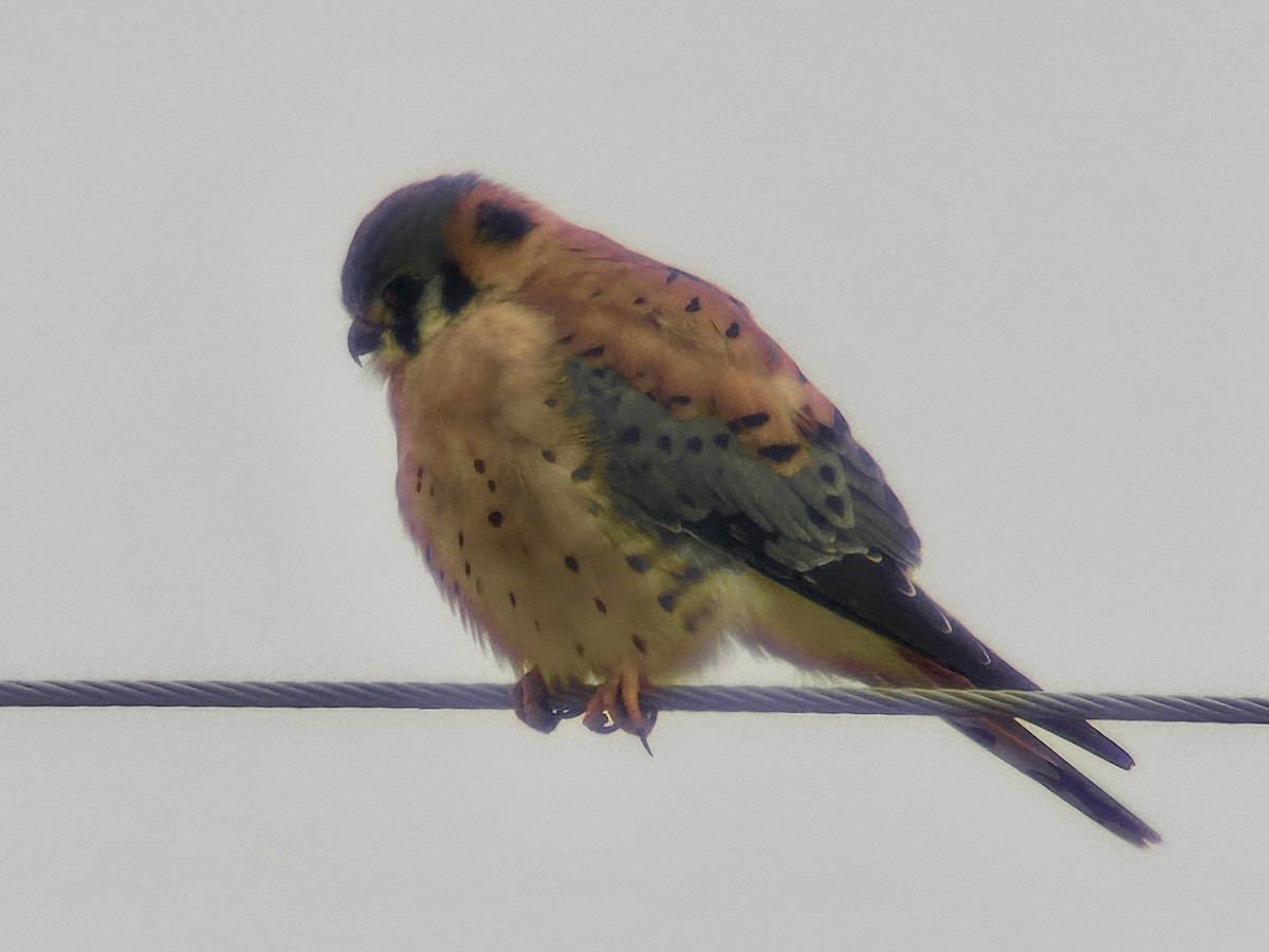 American Kestrel - ML646368155
