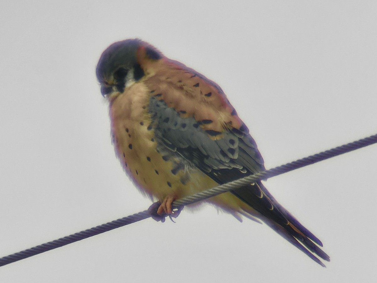 American Kestrel - ML646368156