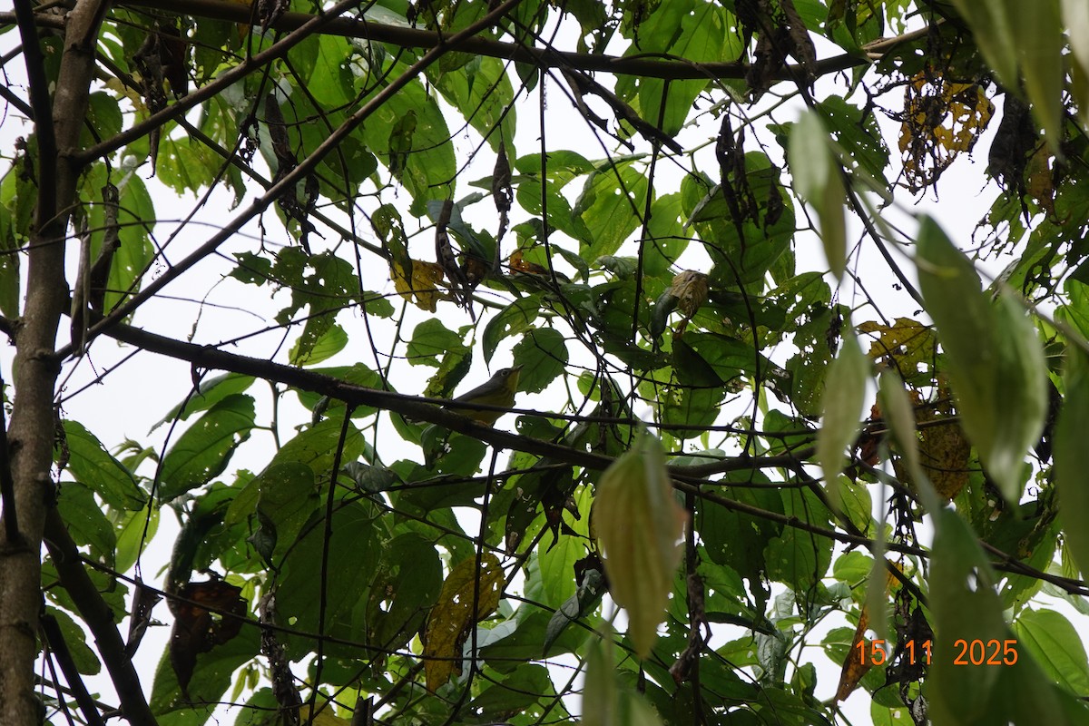 Canada Warbler - ML646368158