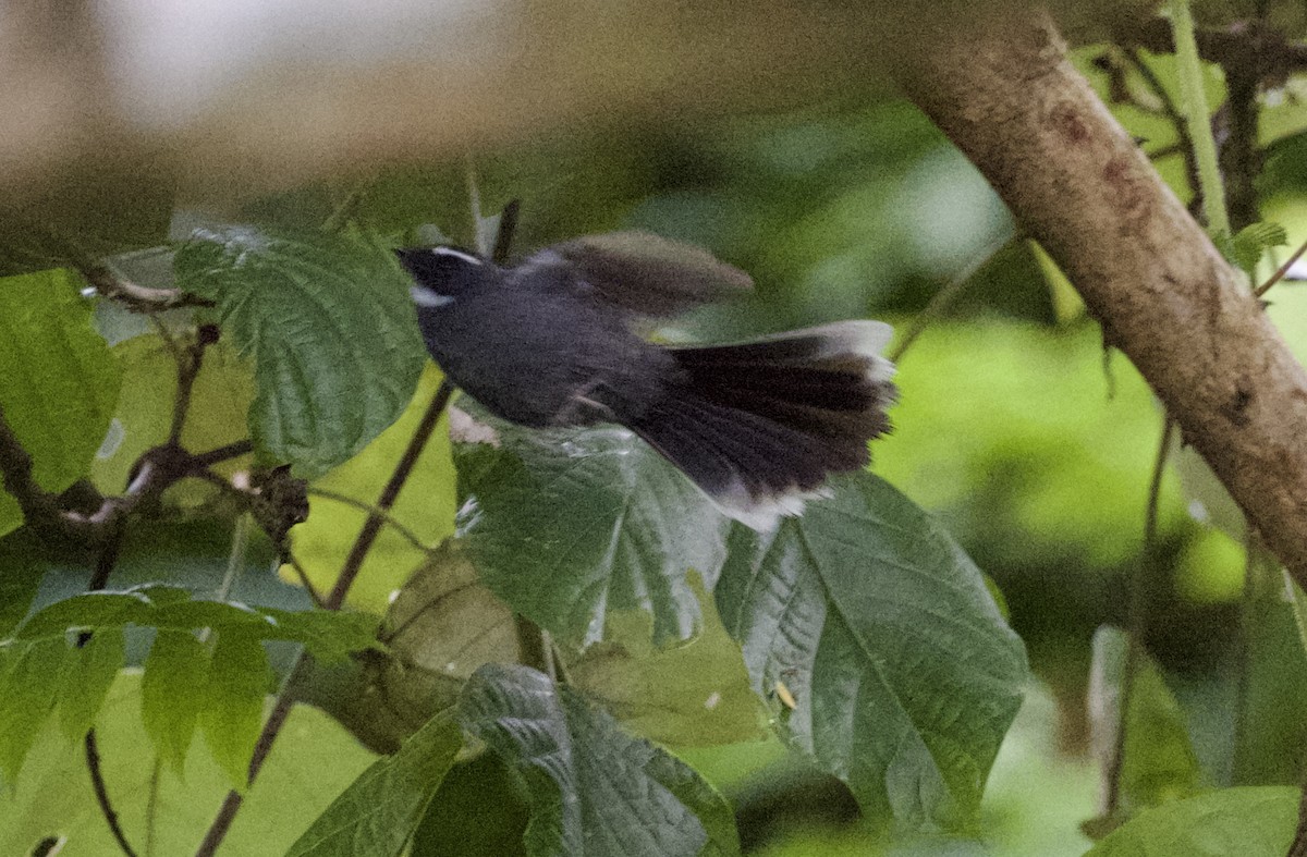 White-throated Fantail - ML646368161