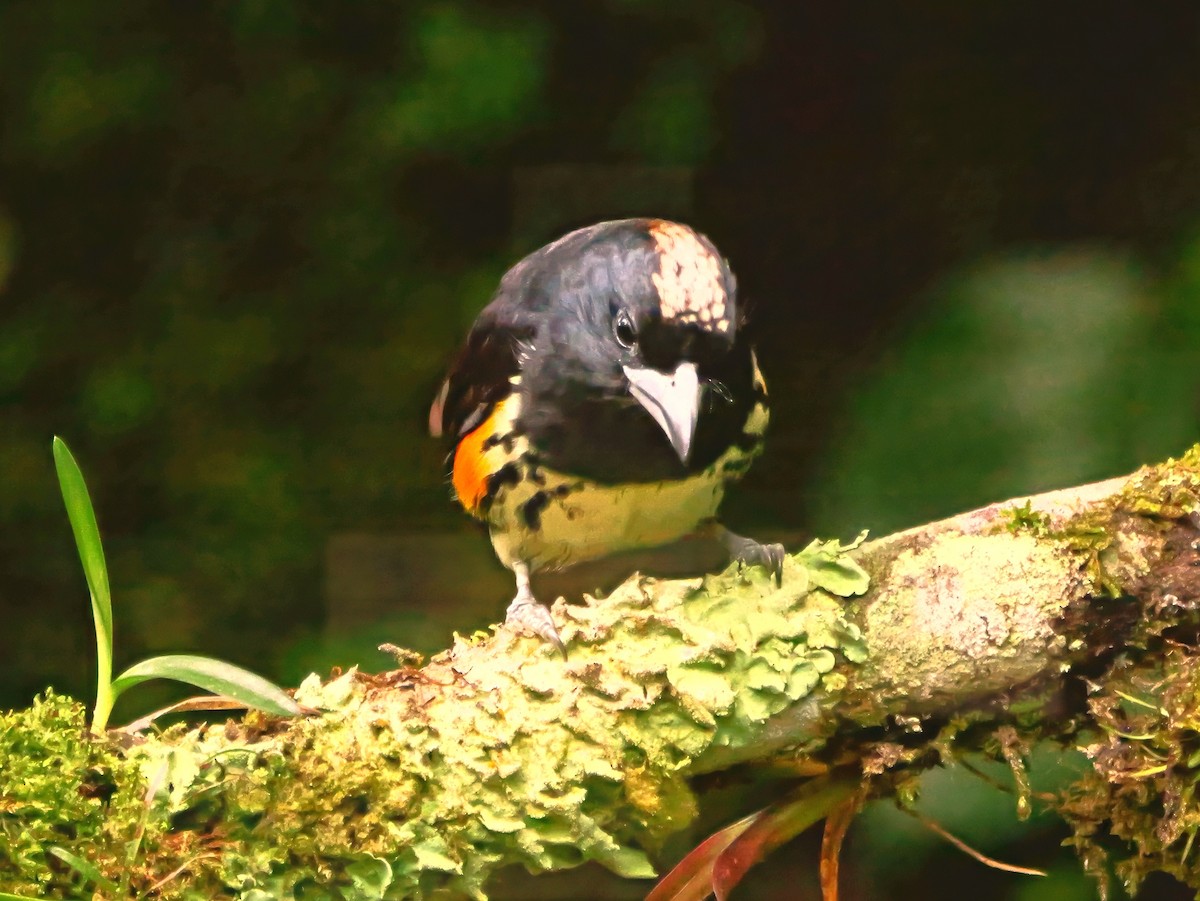 Spot-crowned Barbet - ML646368163