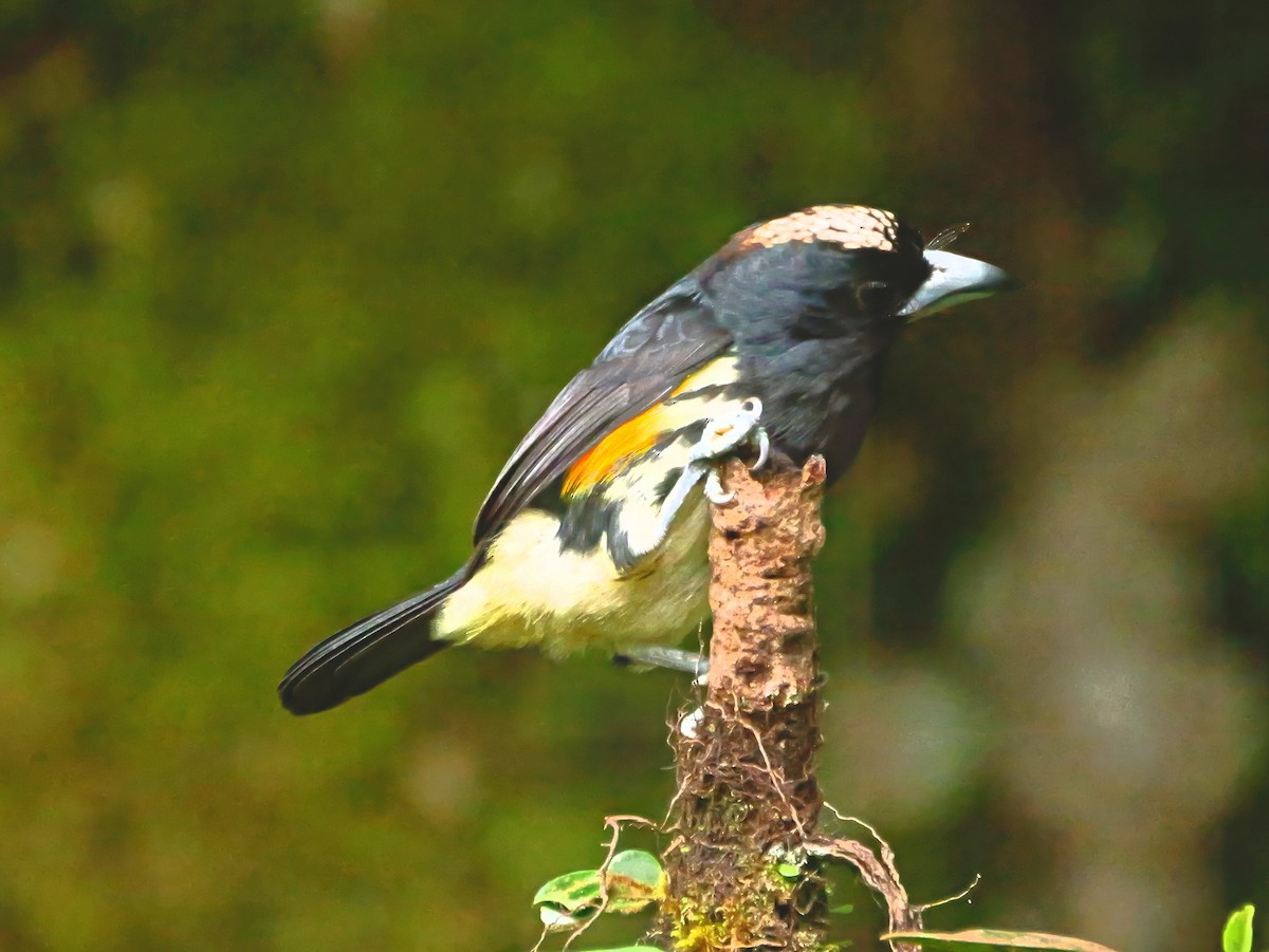Spot-crowned Barbet - ML646368164