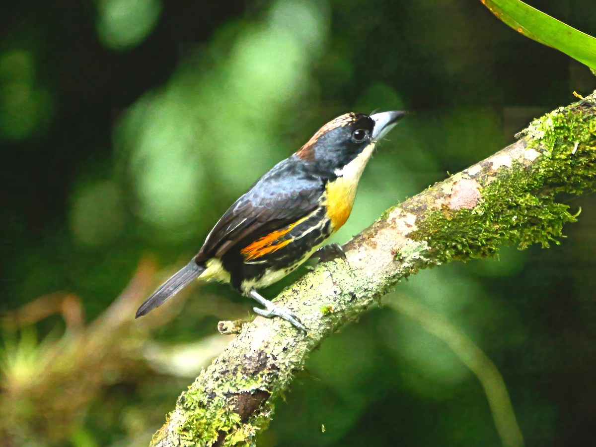 Spot-crowned Barbet - ML646368165