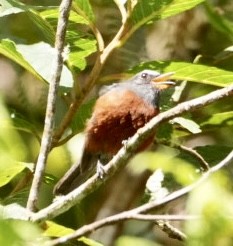 Chestnut-bellied Chat-Tyrant - ML646368166