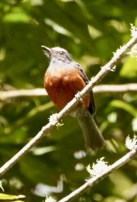Chestnut-bellied Chat-Tyrant - ML646368167