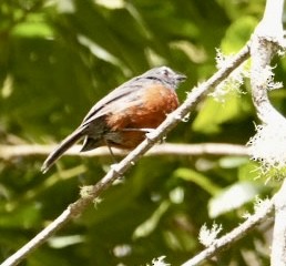 Chestnut-bellied Chat-Tyrant - ML646368168