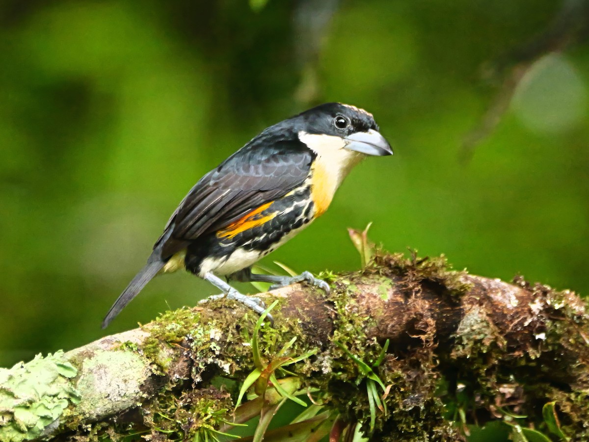 Spot-crowned Barbet - ML646368169