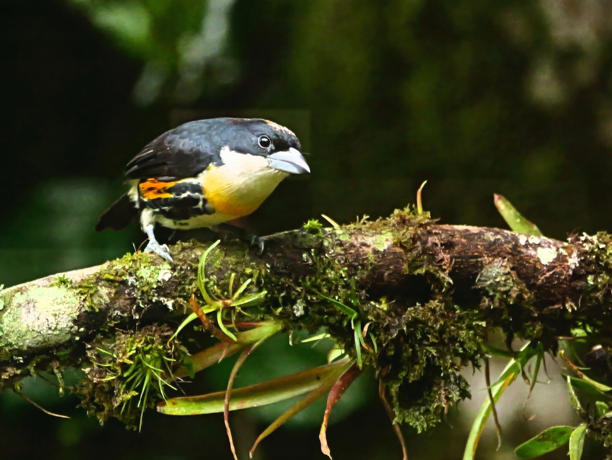 Spot-crowned Barbet - ML646368170