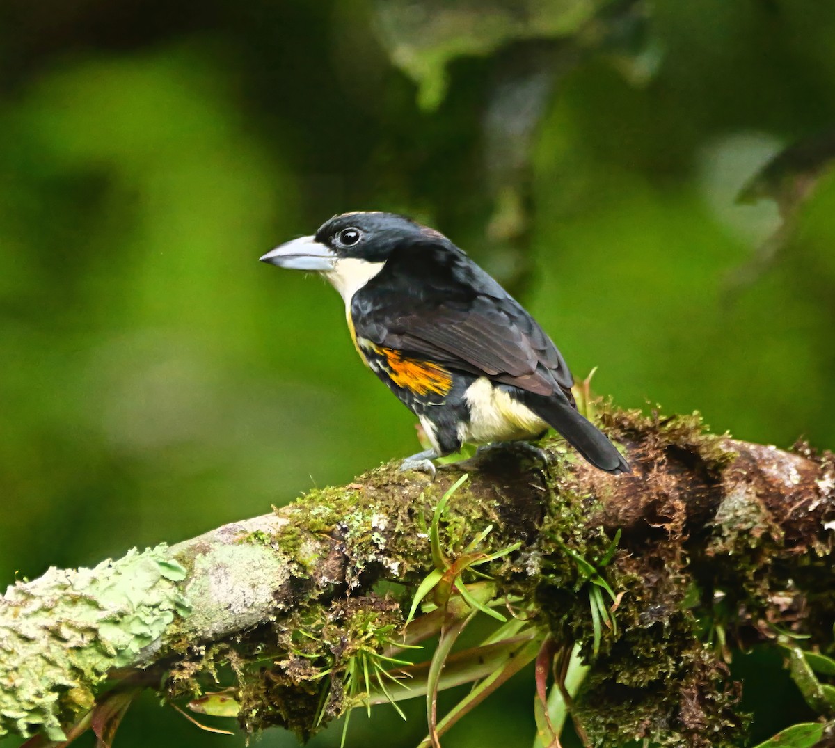 Spot-crowned Barbet - ML646368171