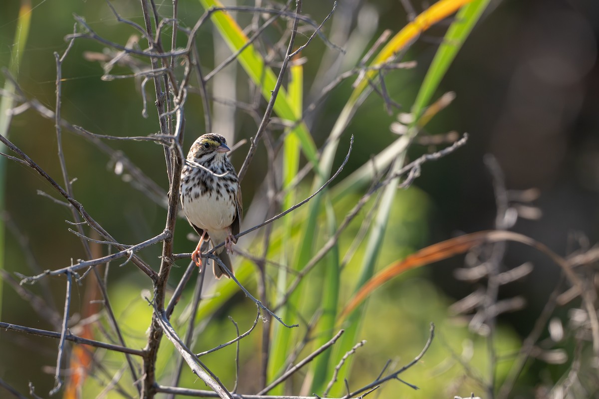 Savannah Sparrow - ML646368172