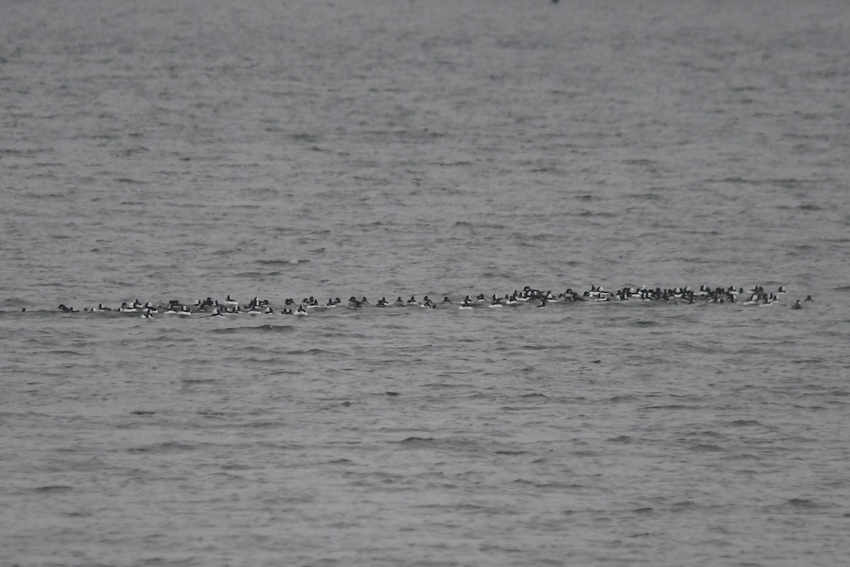 Bufflehead - ML646368176