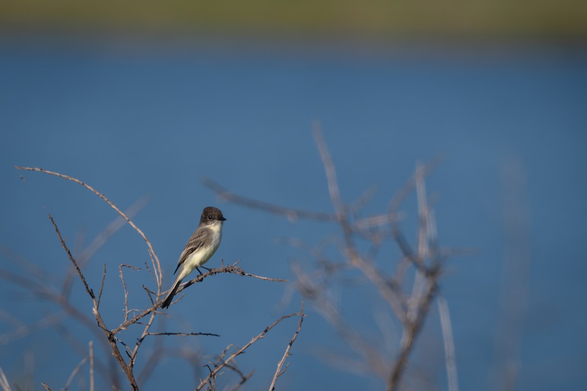 Eastern Phoebe - ML646368177