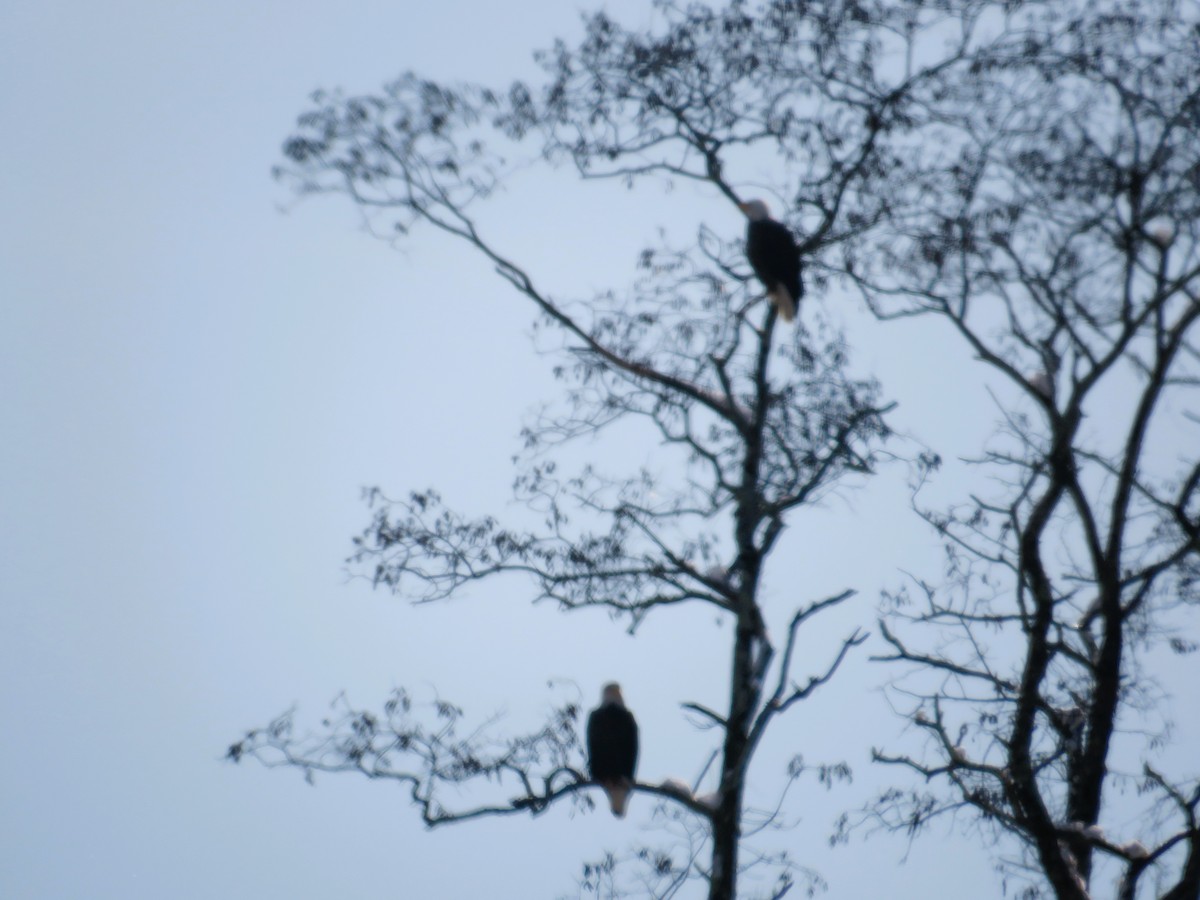 Bald Eagle - ML646368178