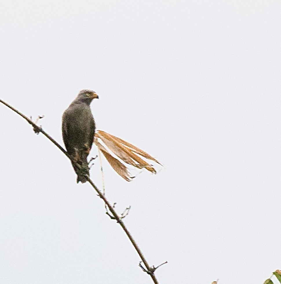 Канюк рудокрилий - ML646368179