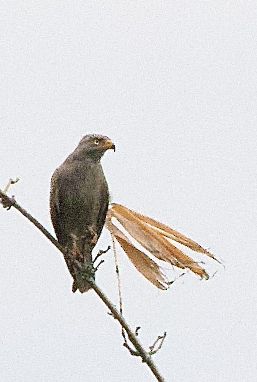 Канюк рудокрилий - ML646368180