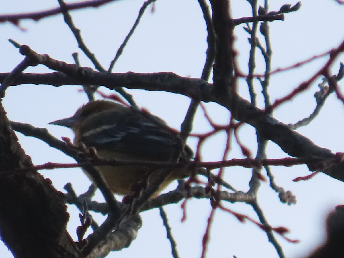 Baltimore Oriole - ML646368181