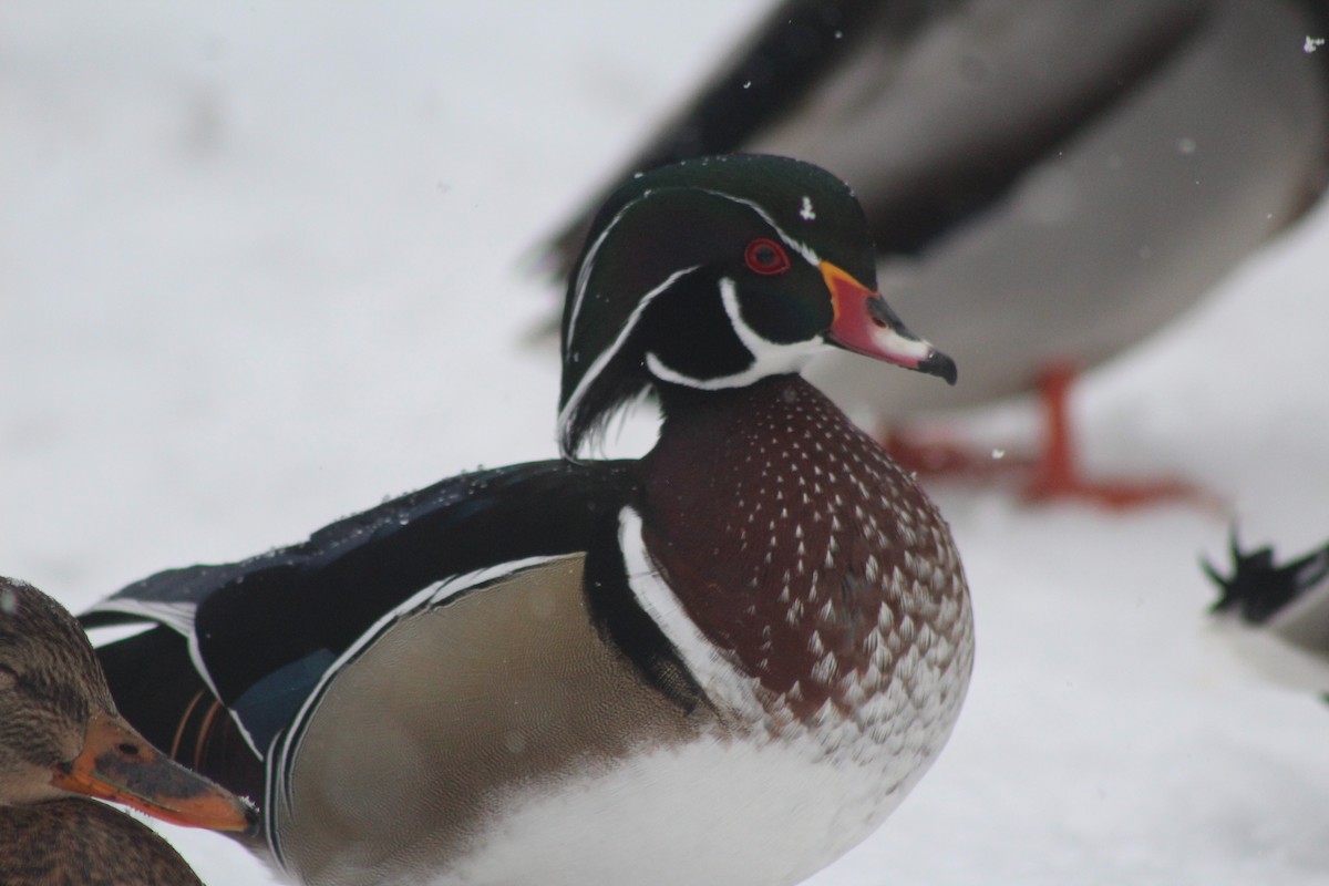 Wood Duck - ML646368182