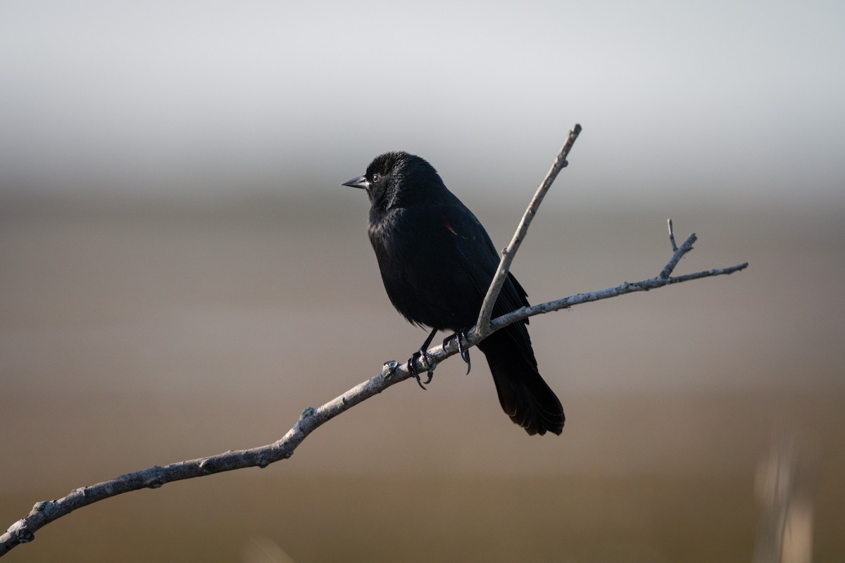 Red-winged Blackbird - ML646368184