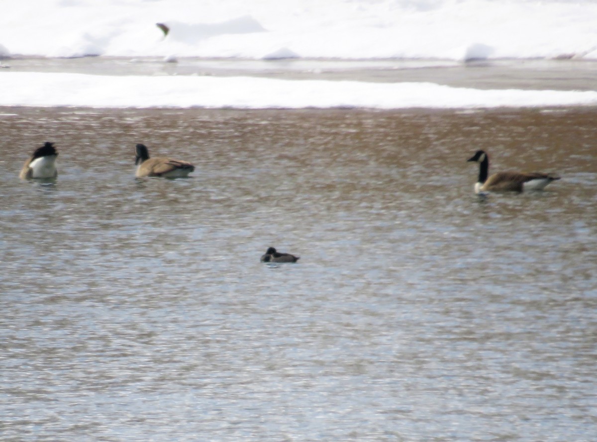 クビワキンクロ - ML646368185