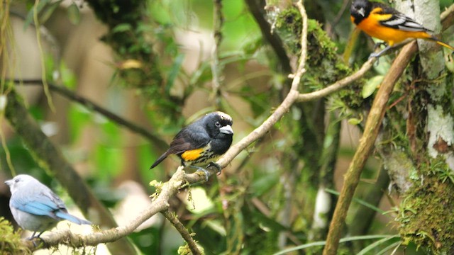 Spot-crowned Barbet - ML646368186