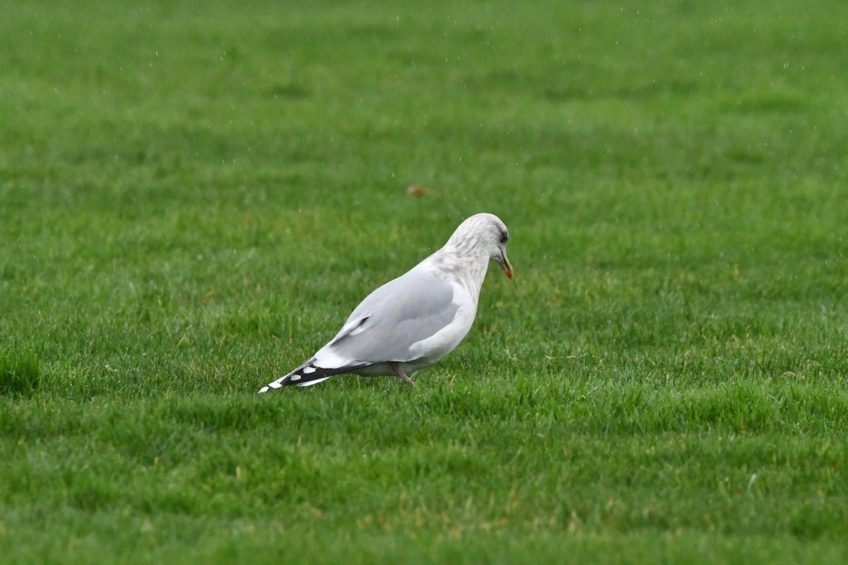 Iceland Gull (Thayer's) - ML646368187