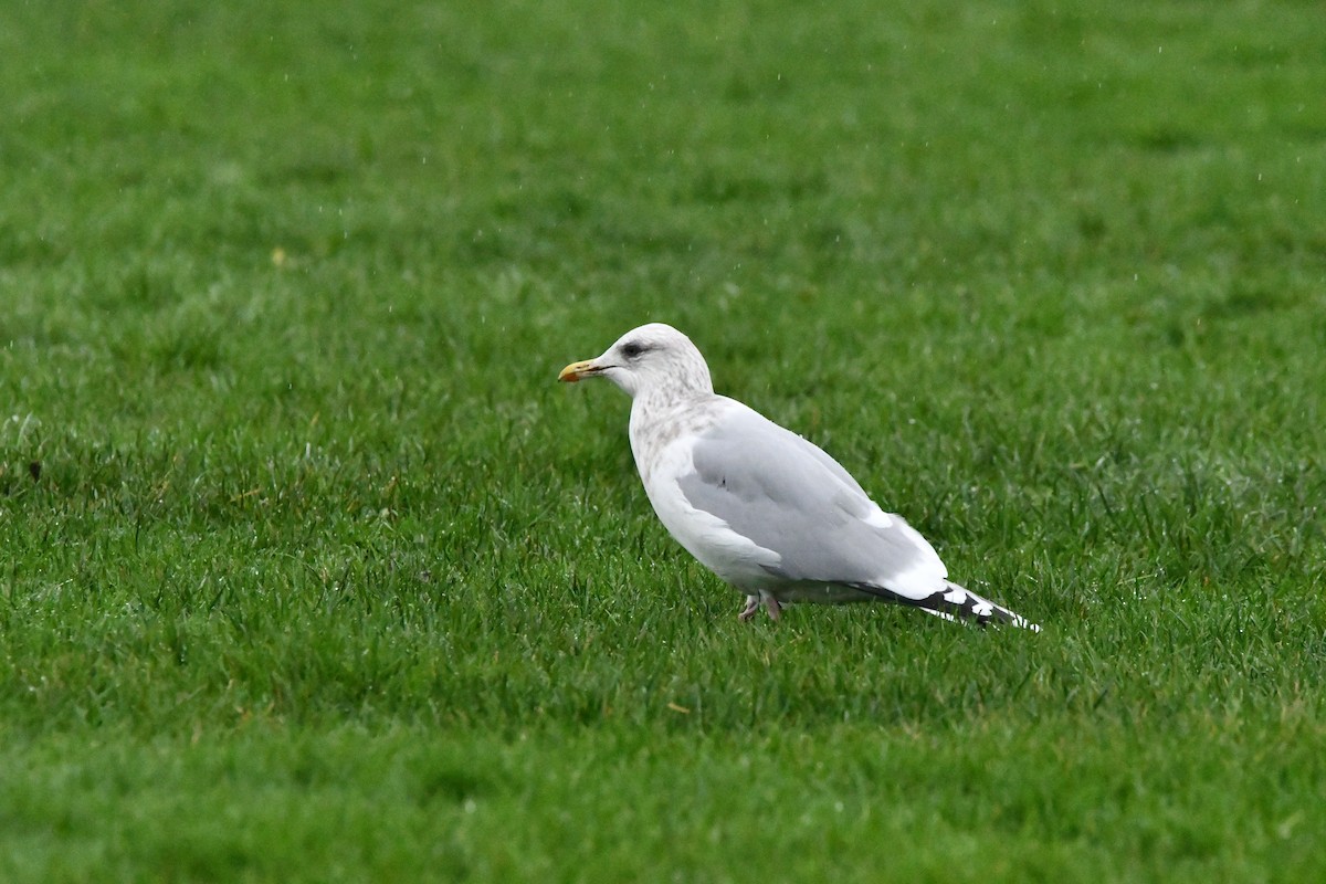 Iceland Gull (Thayer's) - ML646368188